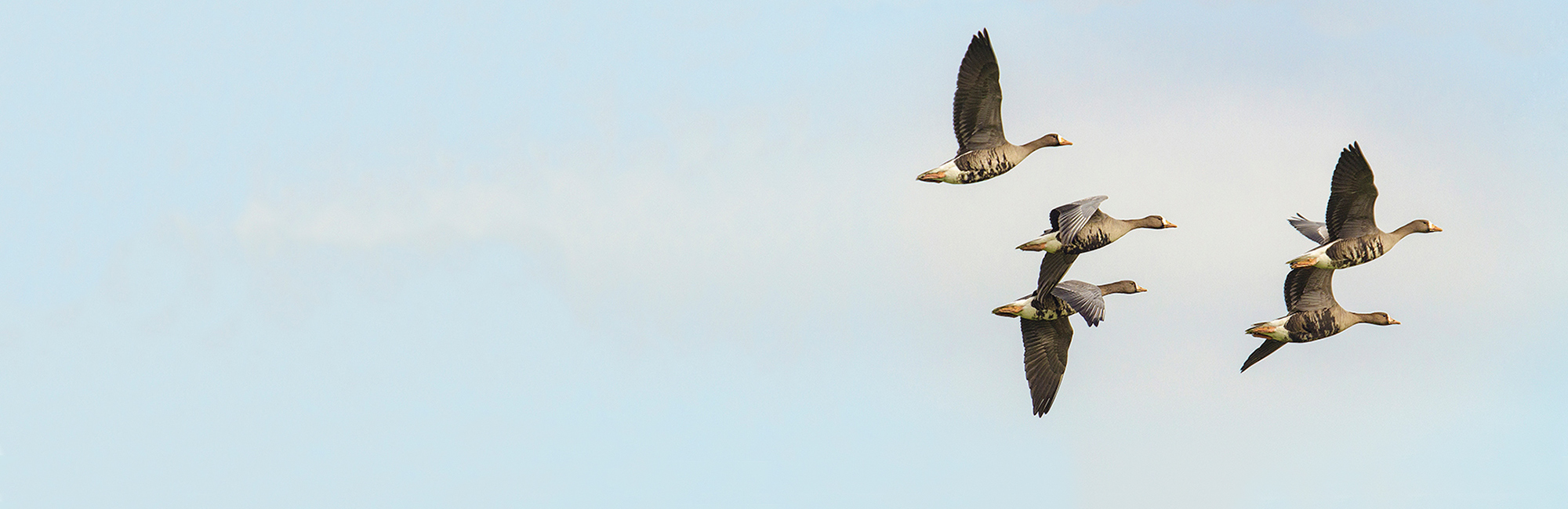 Latest Wetland Bird Survey results published
