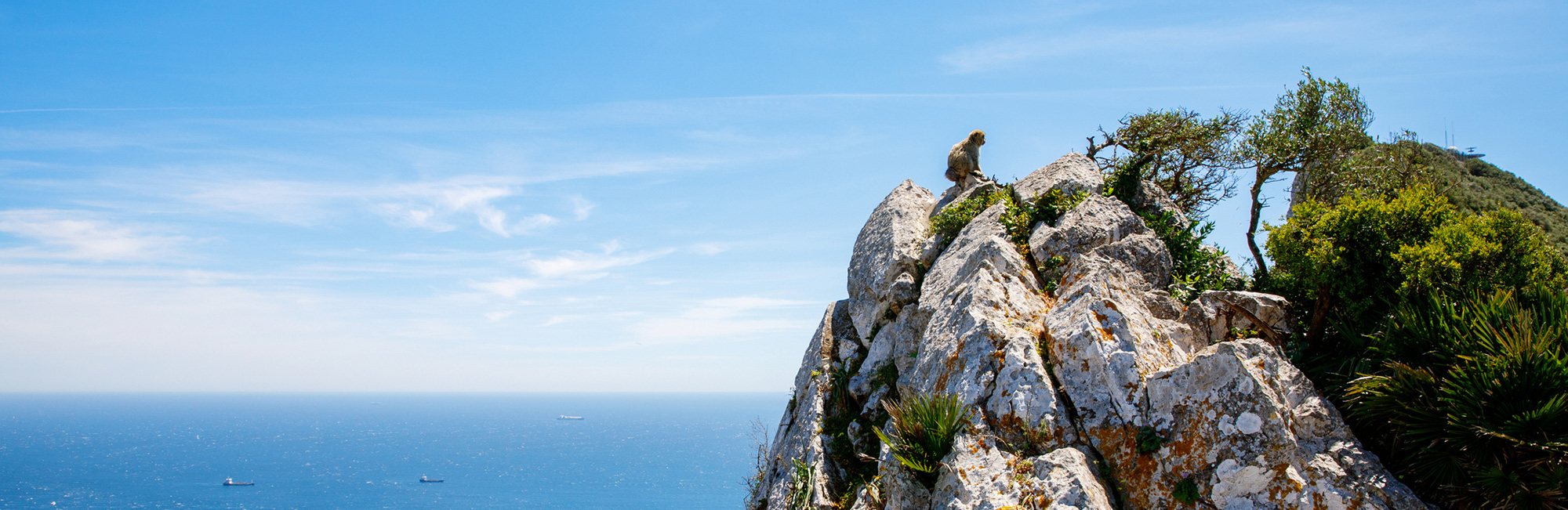 Conservation collaboration: Insights from the Gibraltar Overseas Territory Biodiversity Strategy Consultation Workshop