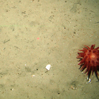 Anemone on sediment at Central Fladen Nature Conservation MPA ©JNCC/Cefas 