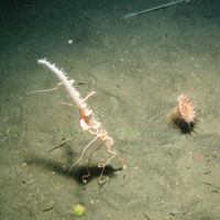 Burrowed mud with a tall sea pen and anemone at Central Fladen Nature Conservation MPA ©JNCC/Cefas 