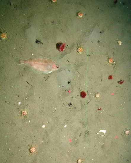 Flatfish, seapens and urchins in Fladen Grounds ©JNCC/Cefas 