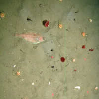 Flatfish, seapens and urchins in Fladen Grounds ©JNCC/Cefas 