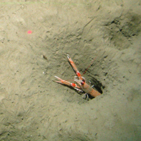 Nephrops in burrow at Central Fladen Nature Conservation MPA ©JNCC/Cefas