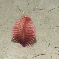 Phosphorescent sea pen (Pennatula phosphorea) at Central Fladen Nature Conservation MPA ©JNCC/Cefas