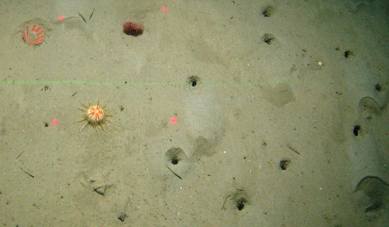 Scallop, urchin, seapens and burrows at Central Fladen Nature Conservation MPA ©JNCC/Cefas