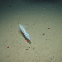A squid glides above the muddy seabed at Central Fladen Nature Conservation MPA ©JNCC/Cefas