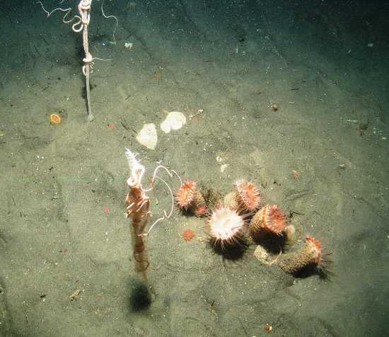 Tall seapen and cluster of anemones at Central Fladen Nature Conservation MPA ©JNCC/Cefas 