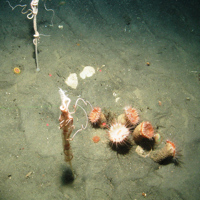 Tall seapen and cluster of anemones at Central Fladen Nature Conservation MPA ©JNCC/Cefas 