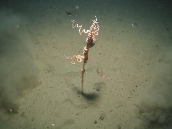 Tall seapen and brittlestar at Central Fladen Nature Conservation MPA ©JNCC/Cefas