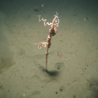 Tall seapen and brittlestar at Central Fladen Nature Conservation MPA ©JNCC/Cefas