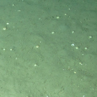 2. Close-up of the seabed showing sea urchins (Echinodea) on offshore deep-sea muds. Image provided by JNCC/Marine Scotland Science.2. Sea urchins (Echinodea) on offshore deep-sea muds. ©JNCC/Marine Scotland Science.