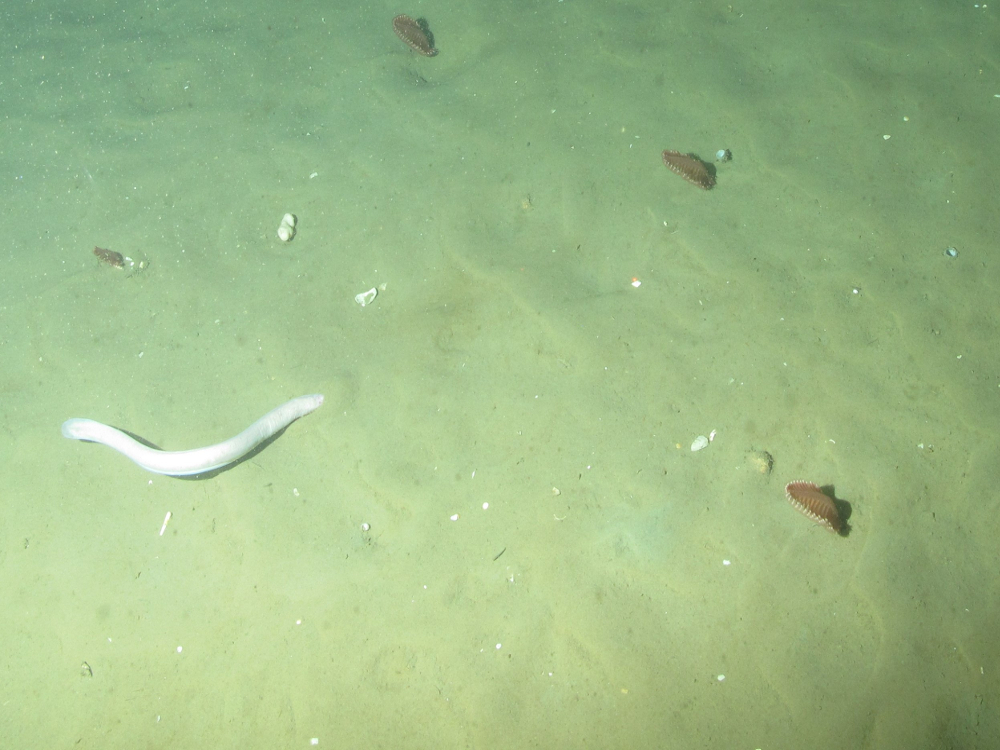 3. Close-up of the seabed showing phosphorescent sea-pens (Pennatula phosphorea) and hag fish (Myxini) on offshore subtidal sands and gravels. Image provided by JNCC/Marine Scotland Science.