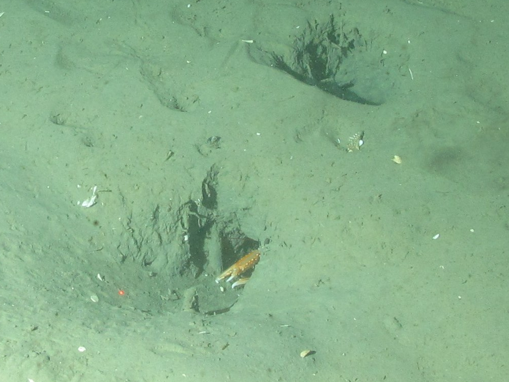4. Close-up of the seabed showing Norway lobster (Nephrops norvegicus) burrow in offshore subtidal sands and gravels. Image provided by JNCC/Marine Scotland Science.
