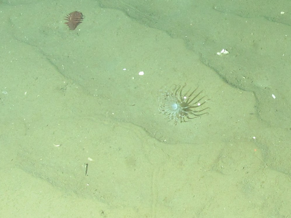 1. Close-up of the seabed showing sea anemone (Arachnanthus sarsi) and Phosphorescent sea-pens (Pennatula phosphorea) on offshore subtidal sands and gravels. Image provided by JNCC/Marine Scotland Science.
