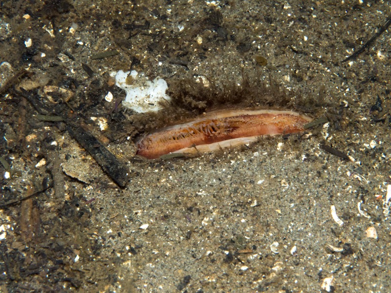 1. Close-up of the seabed showing a siphon of an ocean quahog (Arctica islandica). Image by Becky Hitchin.