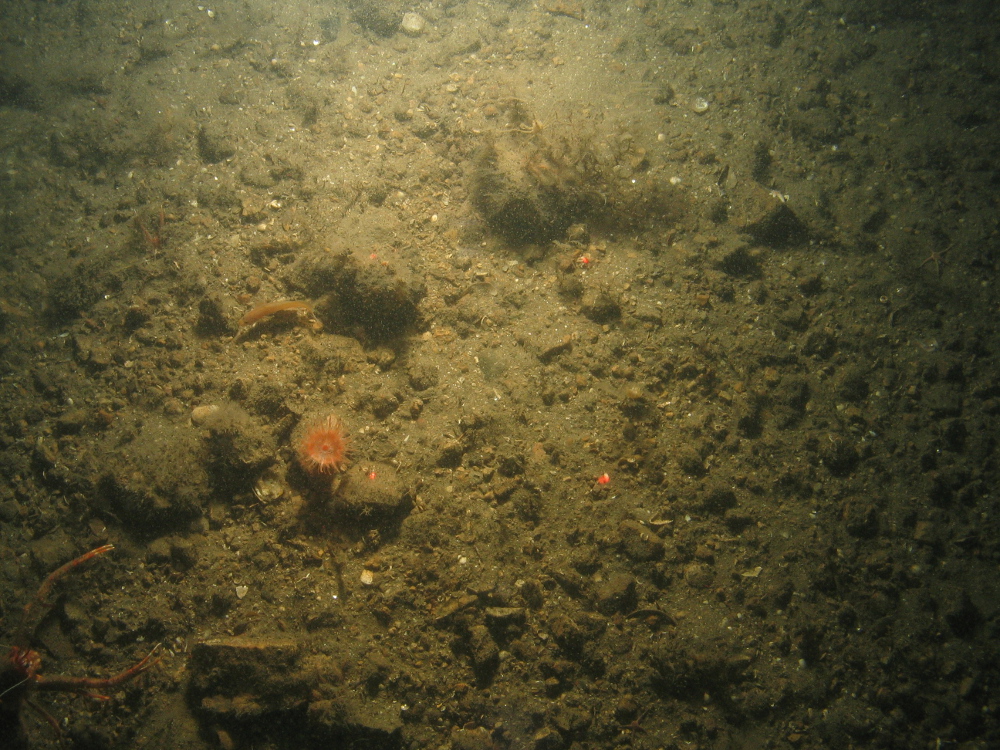 2. Close-up of the seabed at Farnes East MCZ showing subtidal mixed sediment habitat. Image by JNCC/Cefas.