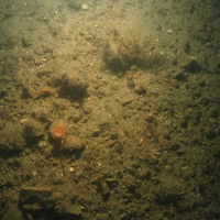 2. Close-up of the seabed at Farnes East MCZ showing subtidal mixed sediment habitat. Image by JNCC/Cefas.