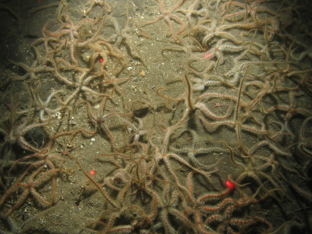 6. Close-up of the seabed at Farnes East MCZ showing brittlestar (Ophiothrix) beds on rocky seabed. Image by JNCC/Cefas.