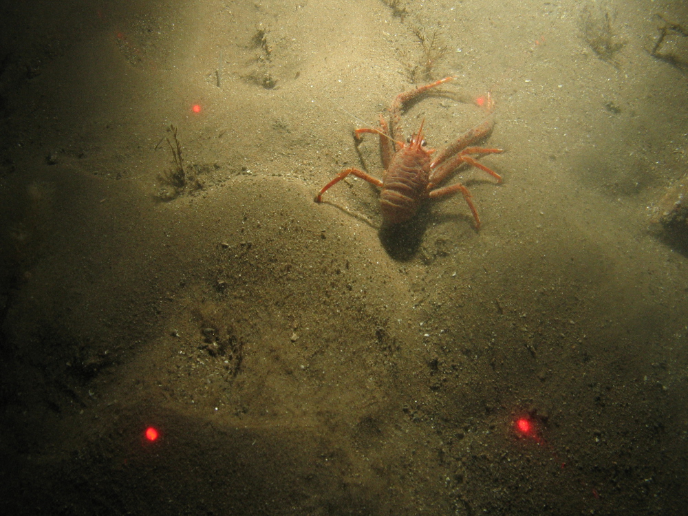8. Close-up of the seabed at Farnes East MCZ showing squat lobster (Munida sp.) on rippled sand. Image by JNCC/Cefas