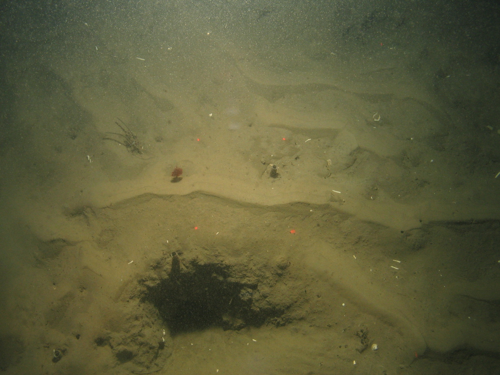 10. Close-up of the seabed at Farnes East MCZ showing phosphorescent sea-pen, tubes and burrows in muddy sediment. Image by JNCC/Cefas.