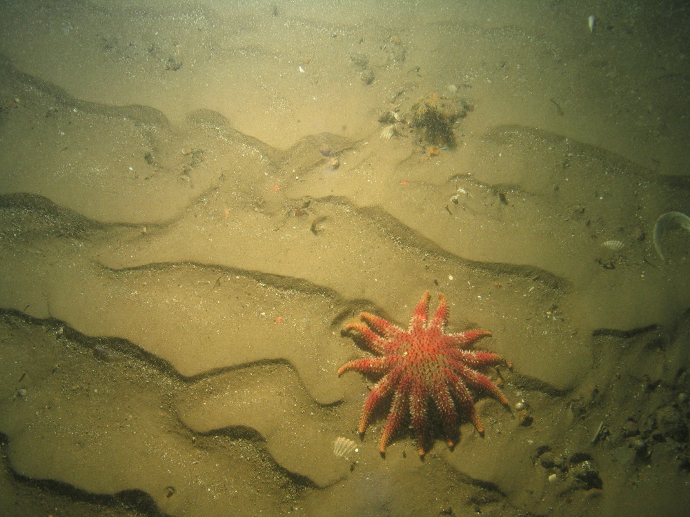 11. Close-up of the seabed at Farnes East MCZ showing common sun star (Crossaster papposus) on rippled coarse sediment. Image by JNCC/Cefas.