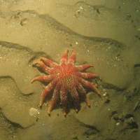 11. Close-up of the seabed at Farnes East MCZ showing common sun star (Crossaster papposus) on rippled coarse sediment. Image by JNCC/Cefas.