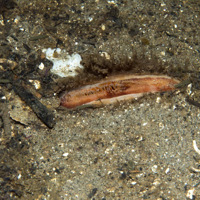 1. Close-up of the seabed showing siphons of the bivalve Ocean quahog in sandy sediment. Image provided by Becky Hitchin.