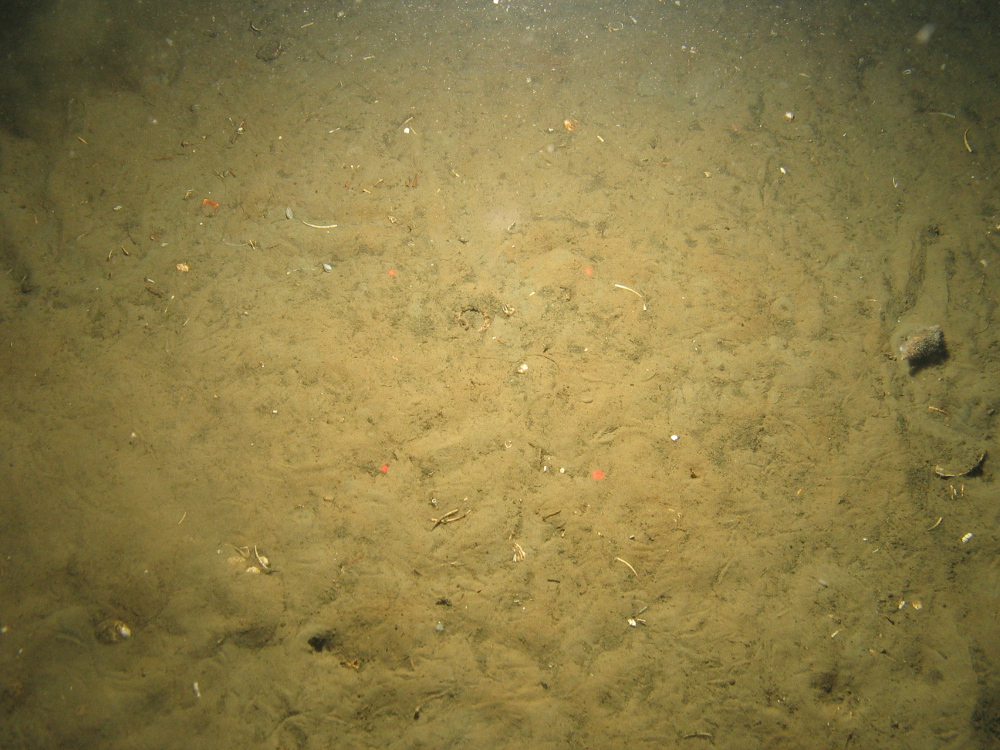 6. Close-up of the seabed at Fulmar MCZ showing sand with empty shells and shell fragments. Image provided by JNCC/Cefas.