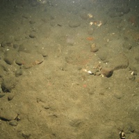 8. Close-up of the seabed at Fulmar MCZ showing sandy mud with small cobbles and pebbles with shell fragments. Image provided by JNCC/Cefas.