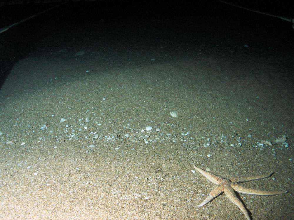 Close up of the seabed at Geikie Slide and Hebridean Slope MPA with a starfish and shell hash (©JNCC/Marine Scotland Science)