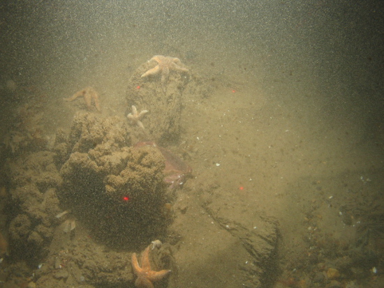 Sabellaria spinulosa reef with a common starfish, edible crab and hornwrack surrounded by sand and shell fragments in North Norfolk Sandbanks and Saturn Reef SAC. 
