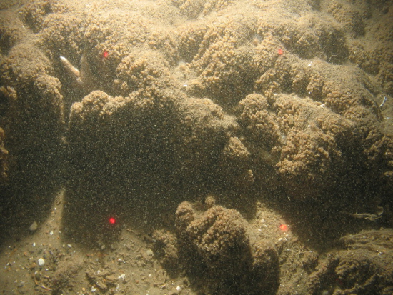 Sabellaria spinulosa reef with a common starfish on sand with shell fragments in North Norfolk Sandbanks and Saturn Reef SAC.