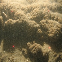 Sabellaria spinulosa reef with a common starfish on sand with shell fragments in North Norfolk Sandbanks and Saturn Reef SAC.