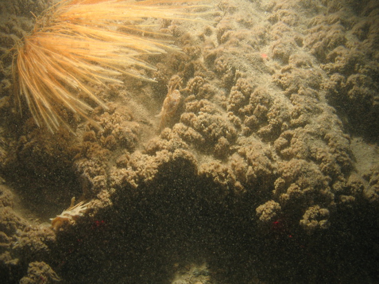 Sabellaria spinulosa reef with a harbour crab, sea beard and hornwrack in North Norfolk Sandbanks and Saturn Reef SAC.
