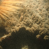 Sabellaria spinulosa reef with a harbour crab, sea beard and hornwrack in North Norfolk Sandbanks and Saturn Reef SAC.