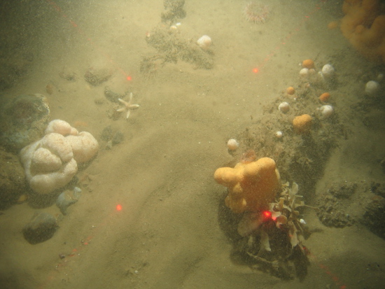 Dead man's fingers, hornwrack and dahlia anemone on sand with occasional cobbles in North Norfolk Sandbanks and Saturn Reef SAC.
