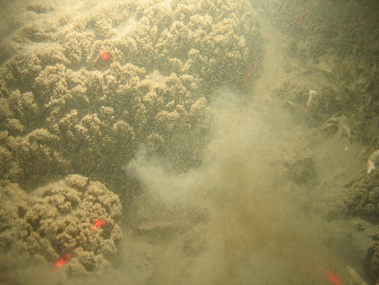 Sabellaria spinulosa reef with common starfish and hornwrack in North Norfolk Sandbanks and Saturn Reef SAC.
