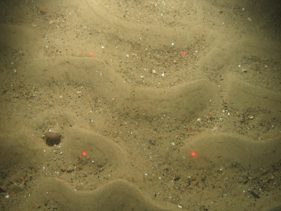Coarse sandy sediment with sand ripples in  North Norfolk Sandbanks and Saturn Reef SAC.