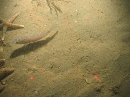 Starfish and juvenile fish on fine sand in North Norfolk Sandbanks and Saturn Reef SAC.
