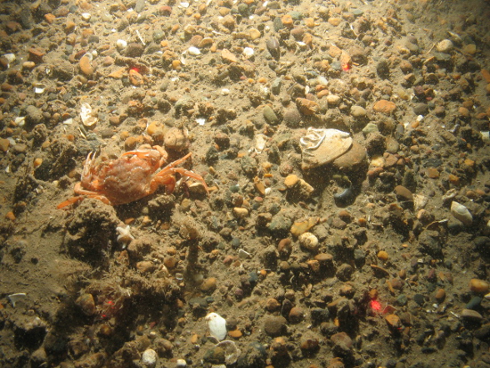Harbour crab on mixed coarse sediment with tube worms and bryozoa in North Norfolk Sandbanks and Saturn Reef SAC