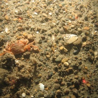 Harbour crab on mixed coarse sediment with tube worms and bryozoa in North Norfolk Sandbanks and Saturn Reef SAC
