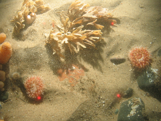 Dahlia anemone and hornwrach on fine sediment with occasional cobbles in North Norfolk Sandbanks and Saturn Reef SAC. 