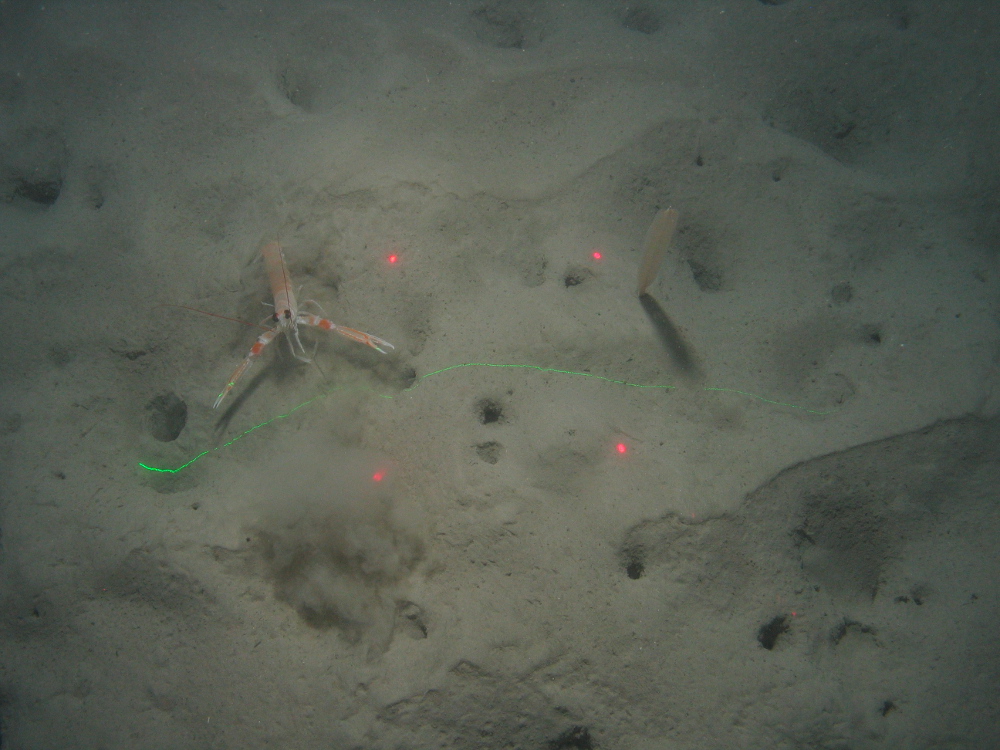 Seapen (Virgularia sp.) and Nephrops sp. on burrowed mud