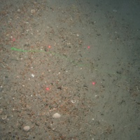 Schaphopod shells and brittlestar (Ophiuroidea) on sand and gravel sediment