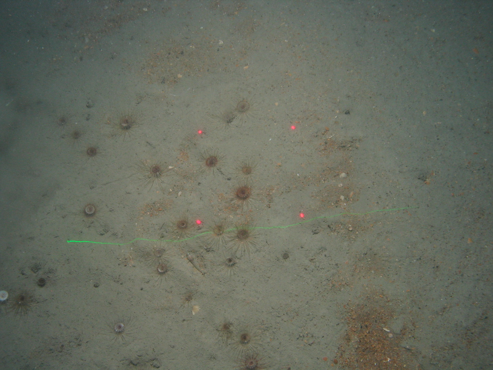 Nephrops sp. and burrows in muddy sediment