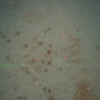 Nephrops sp. and burrows in muddy sediment