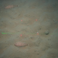 Flatfish on sandy mud
