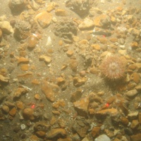 Anemones on subtidal coarse sediment at South Dorset MCZ