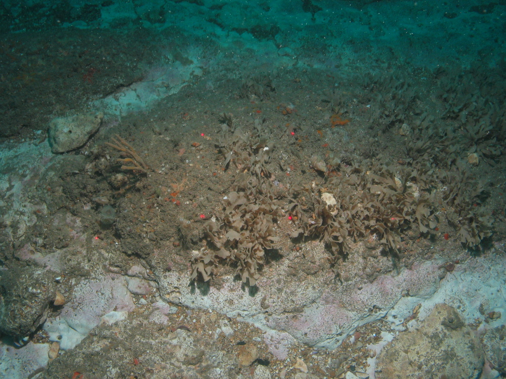 Bryozoans, encrusting sponges and faunal turf on Subtidal chalk at South Dorset MCZ © CEFAS