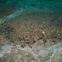 Bryozoans, encrusting sponges and faunal turf on Subtidal chalk at South Dorset MCZ © CEFAS